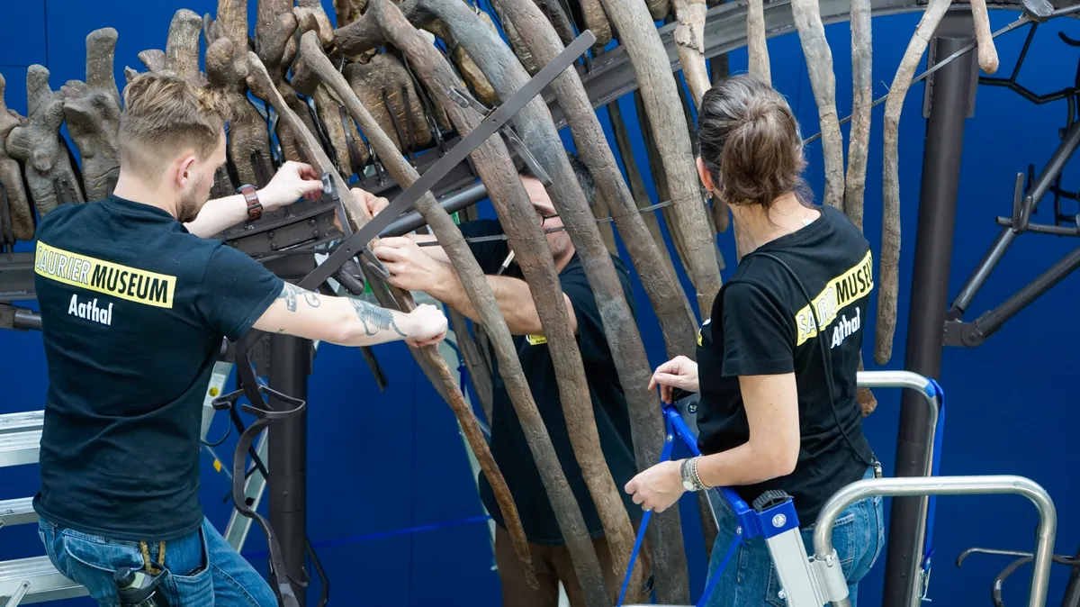 Man sieht zwei Menschen, wie sie Dino-Knochen an einem Gerüst montieren. 